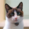 madampurrfect